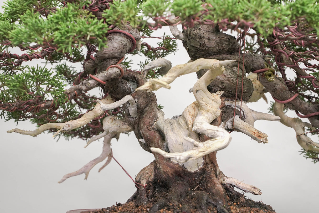 真柏 平松 No.014｜小品盆栽