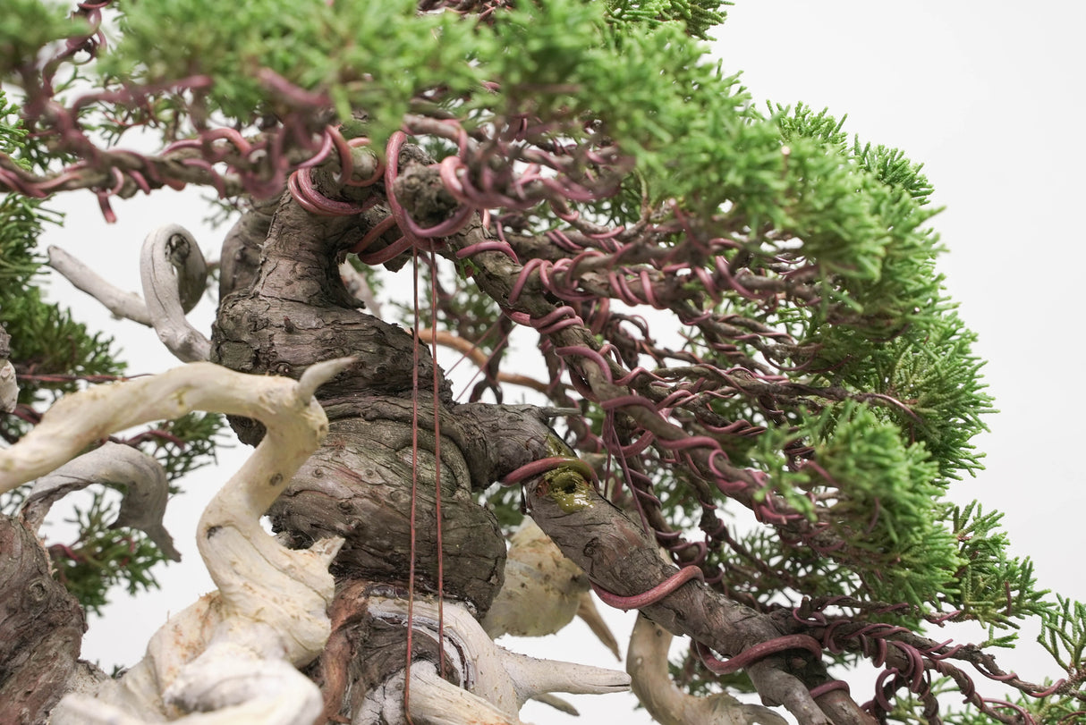 真柏 平松 No.014｜小品盆栽