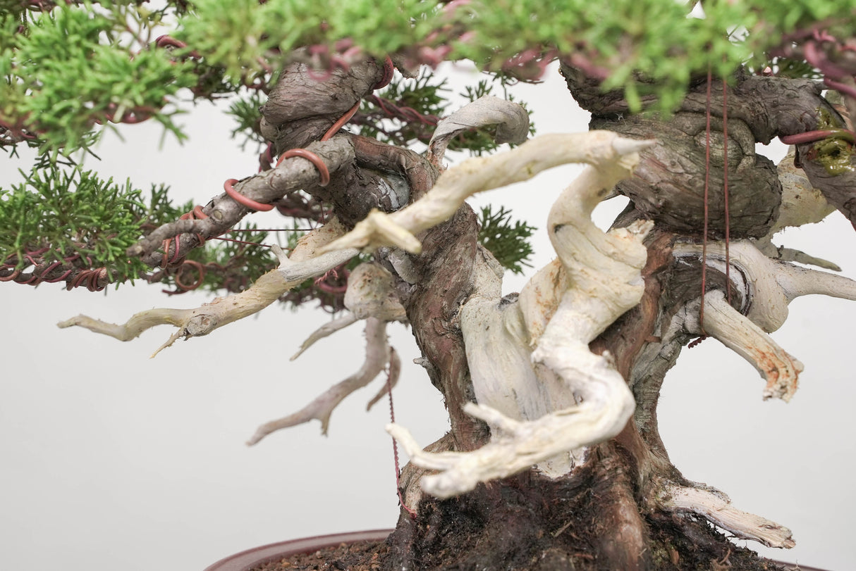 真柏 平松 No.014｜小品盆栽