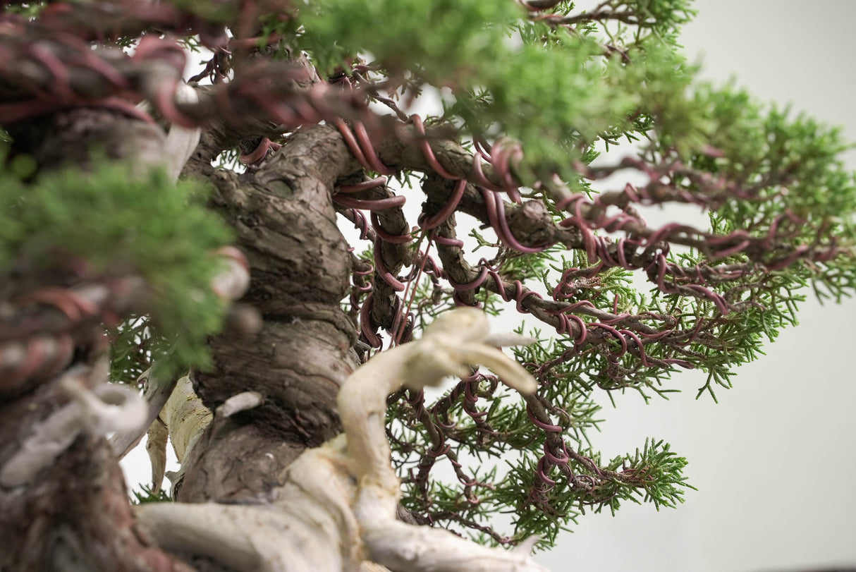 真柏 平松 No.014｜小品盆栽