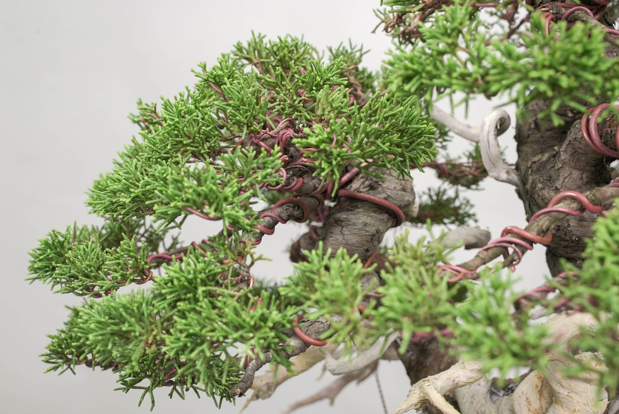 真柏 平松 No.014｜小品盆栽