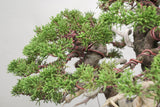 真柏 平松 No.014｜小品盆栽