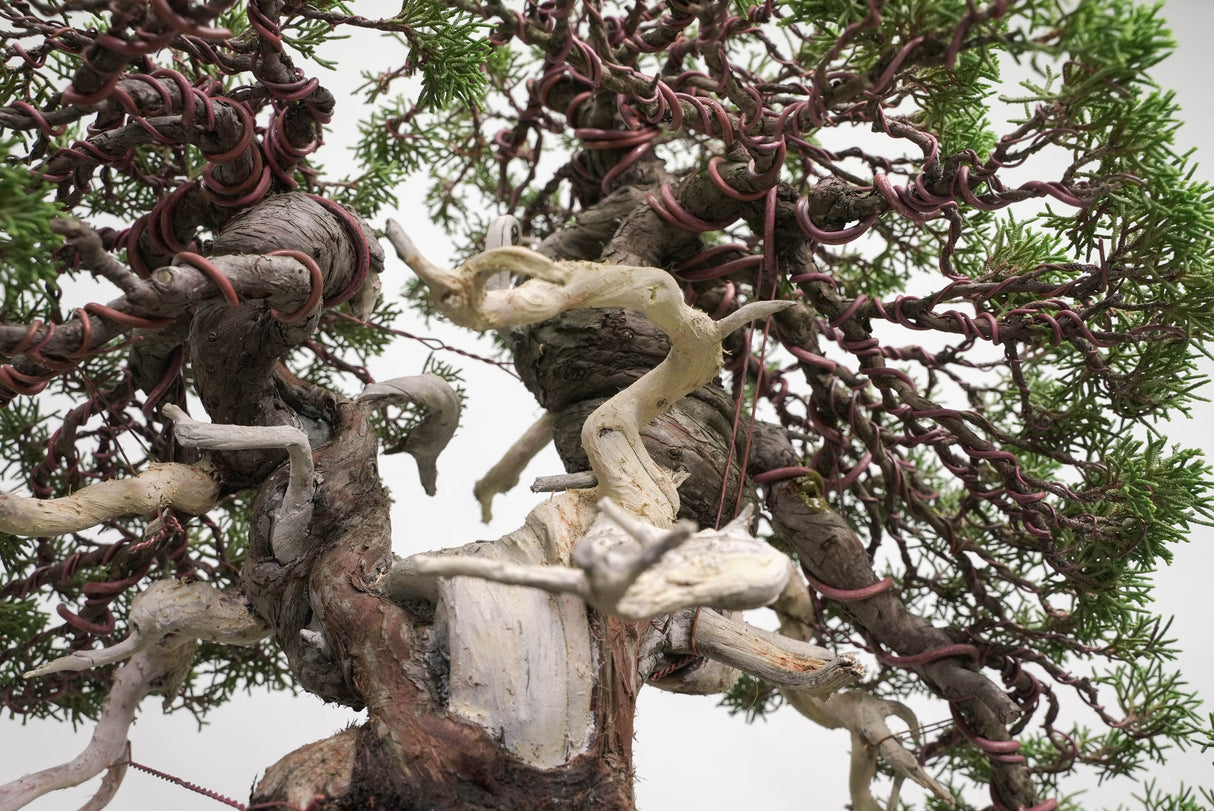 真柏 平松 No.014｜小品盆栽