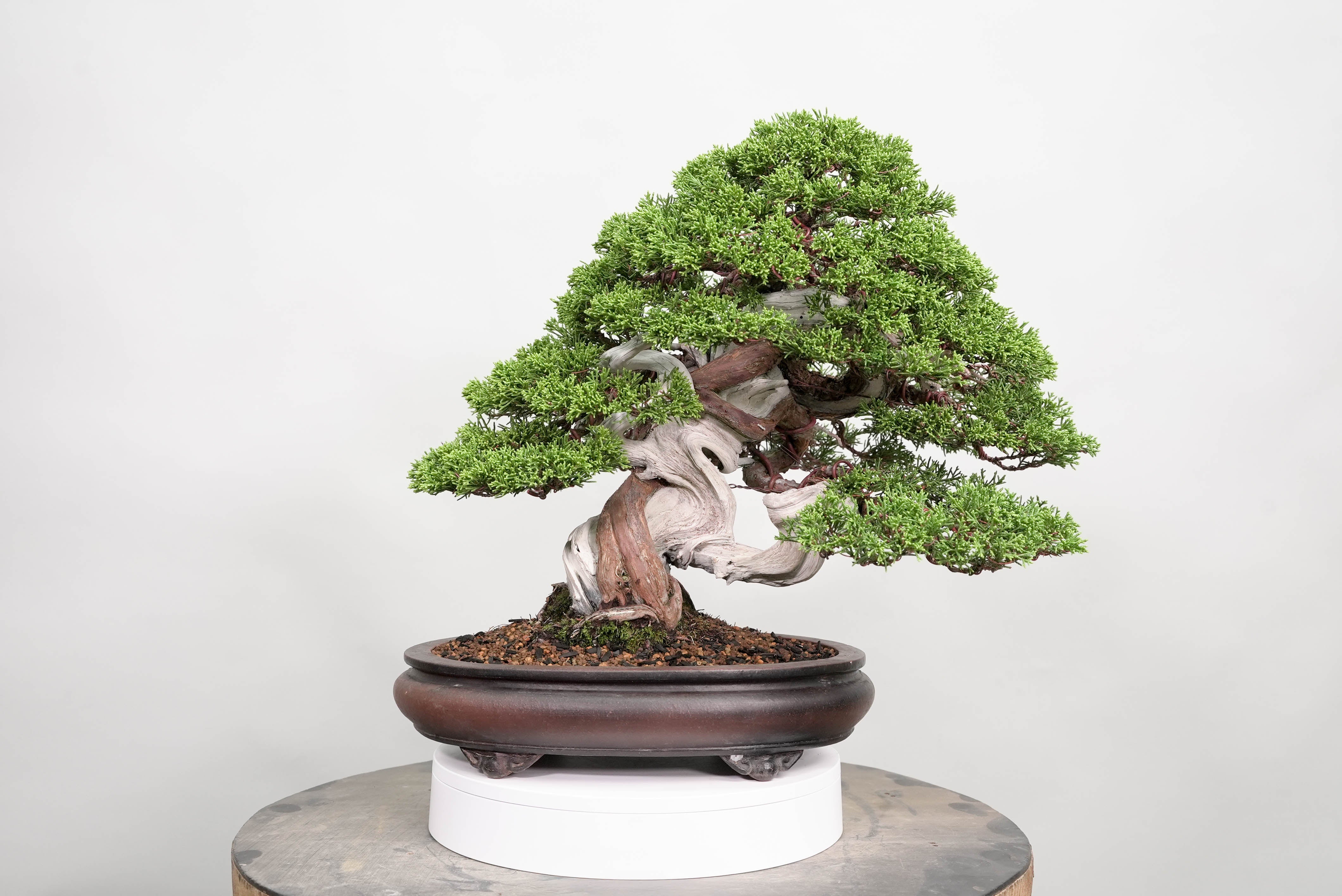真柏 平松 No.015｜小品盆栽 – 平松春松園オンラインショップ