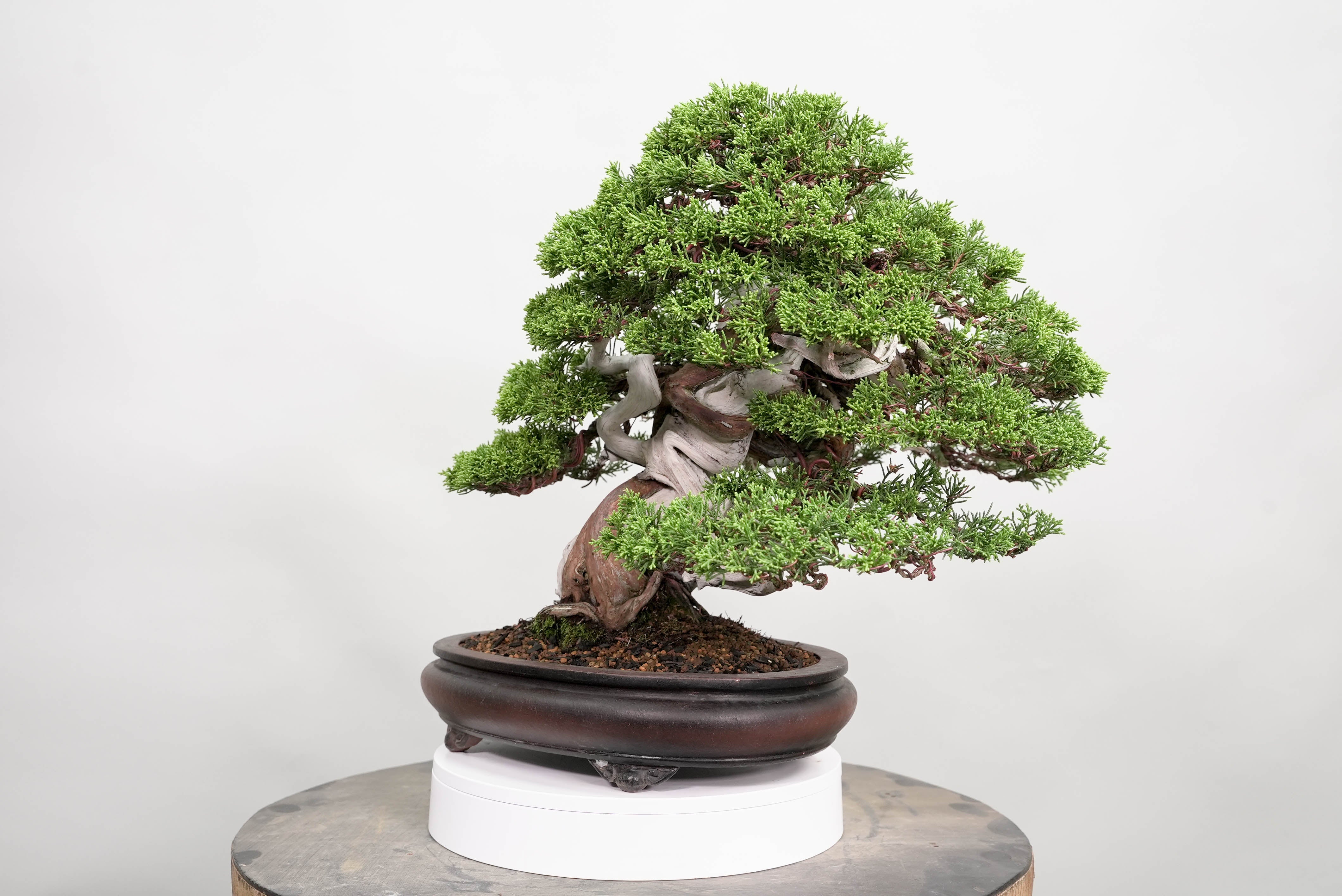 真柏 平松 No.015｜小品盆栽 – 平松春松園オンラインショップ