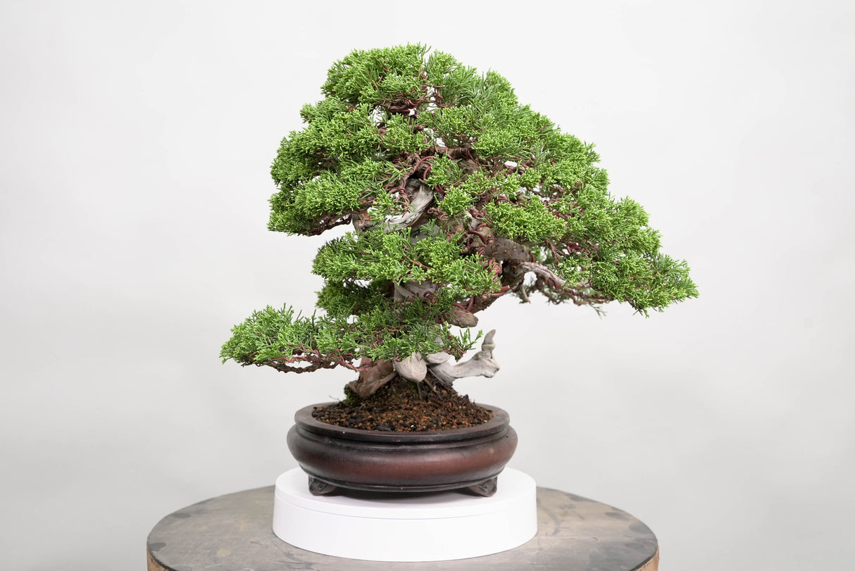 真柏 平松 No.015｜小品盆栽
