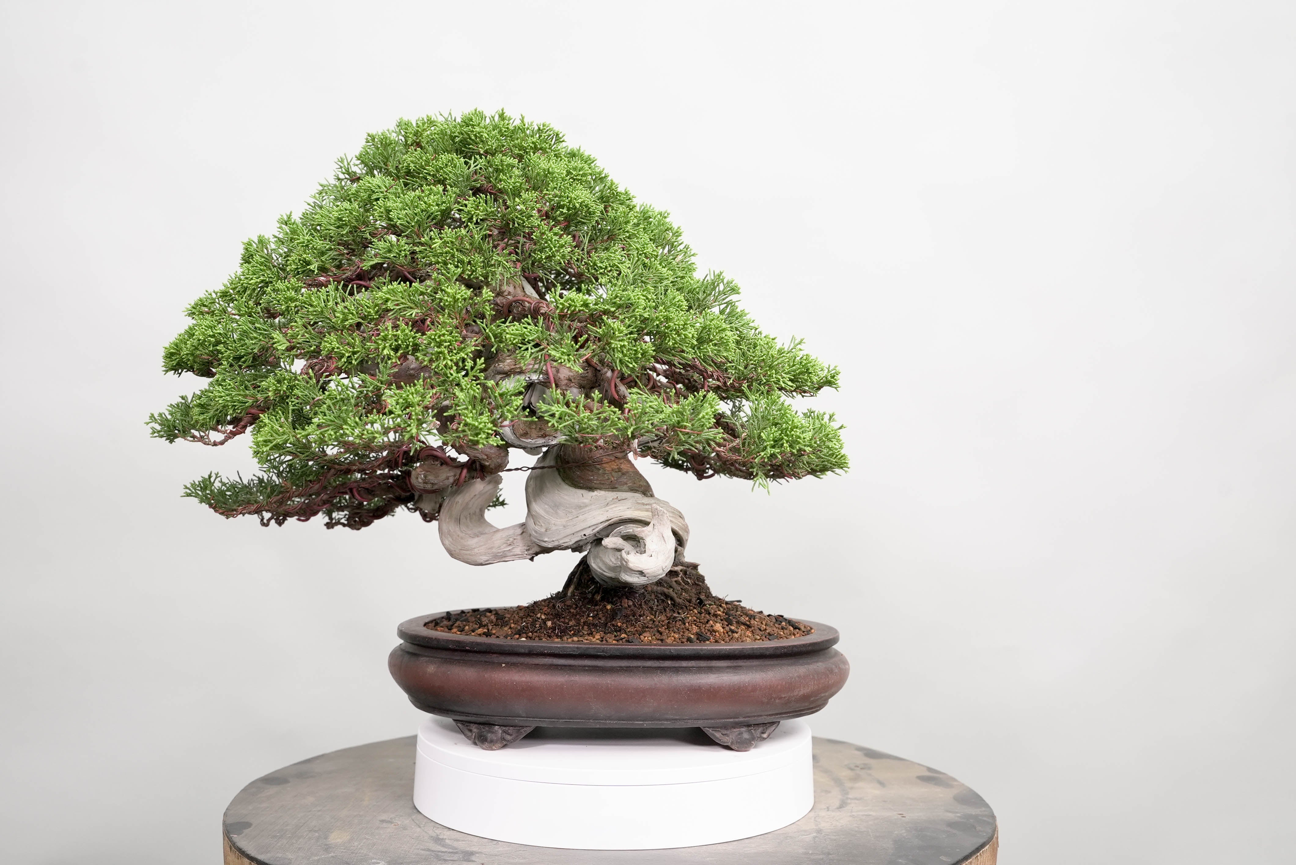 小品　盆栽 真柏 真柏 平松 No.015｜小品盆栽 – 平松春松園オンラインショップ