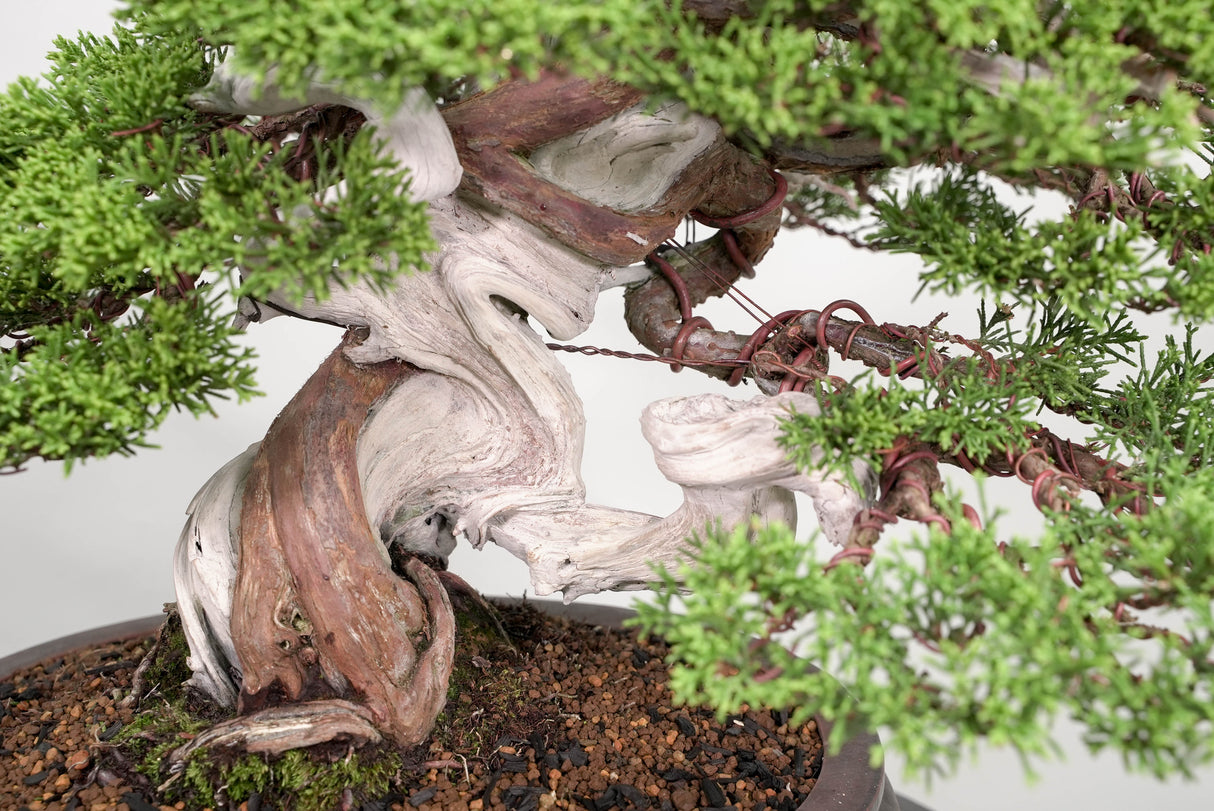 真柏 平松 No.015｜小品盆栽