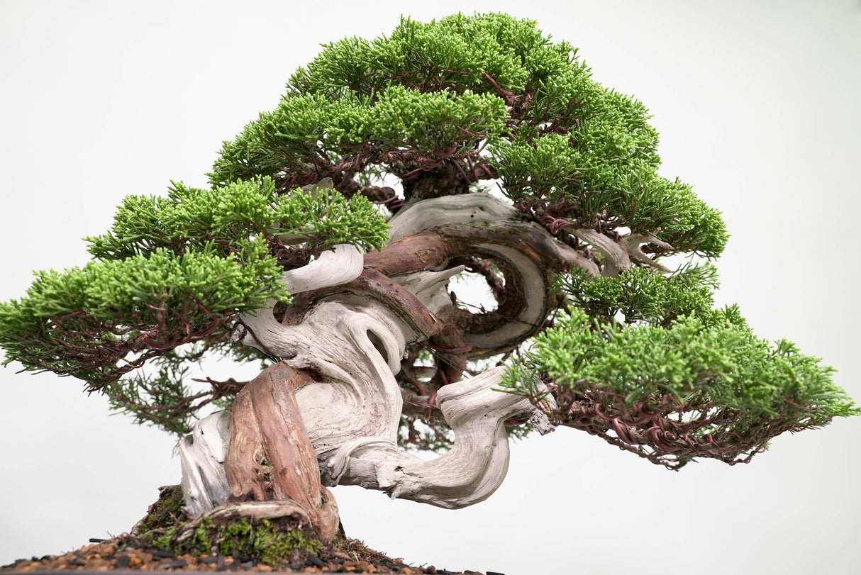 真柏 平松 No.015｜小品盆栽