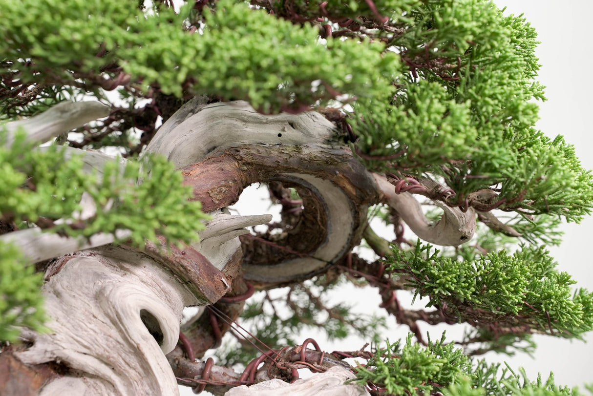 真柏 平松 No.015｜小品盆栽