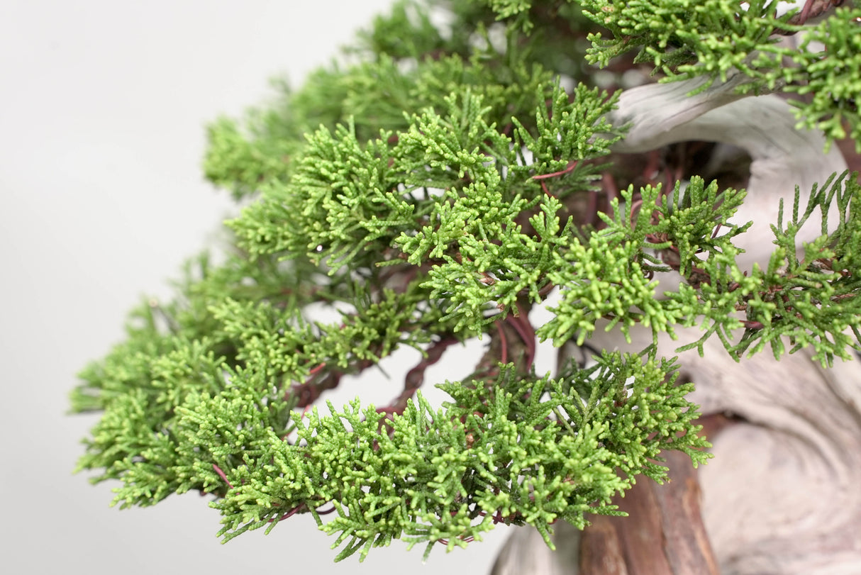 真柏 平松 No.015｜小品盆栽