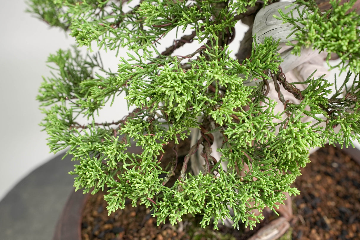 真柏 平松 No.015｜小品盆栽