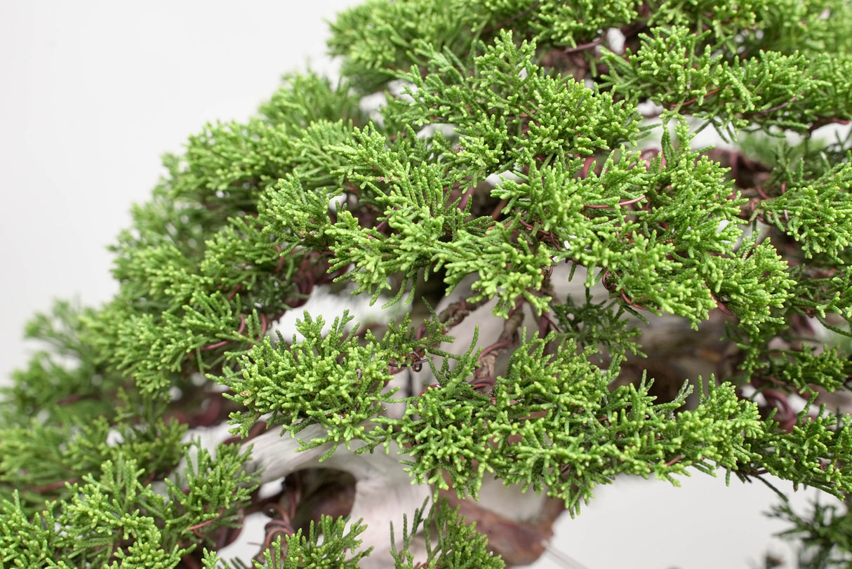 真柏 平松 No.015｜小品盆栽