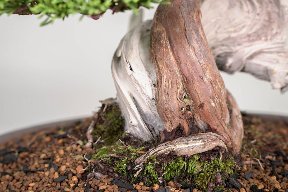 真柏 平松 No.015｜小品盆栽