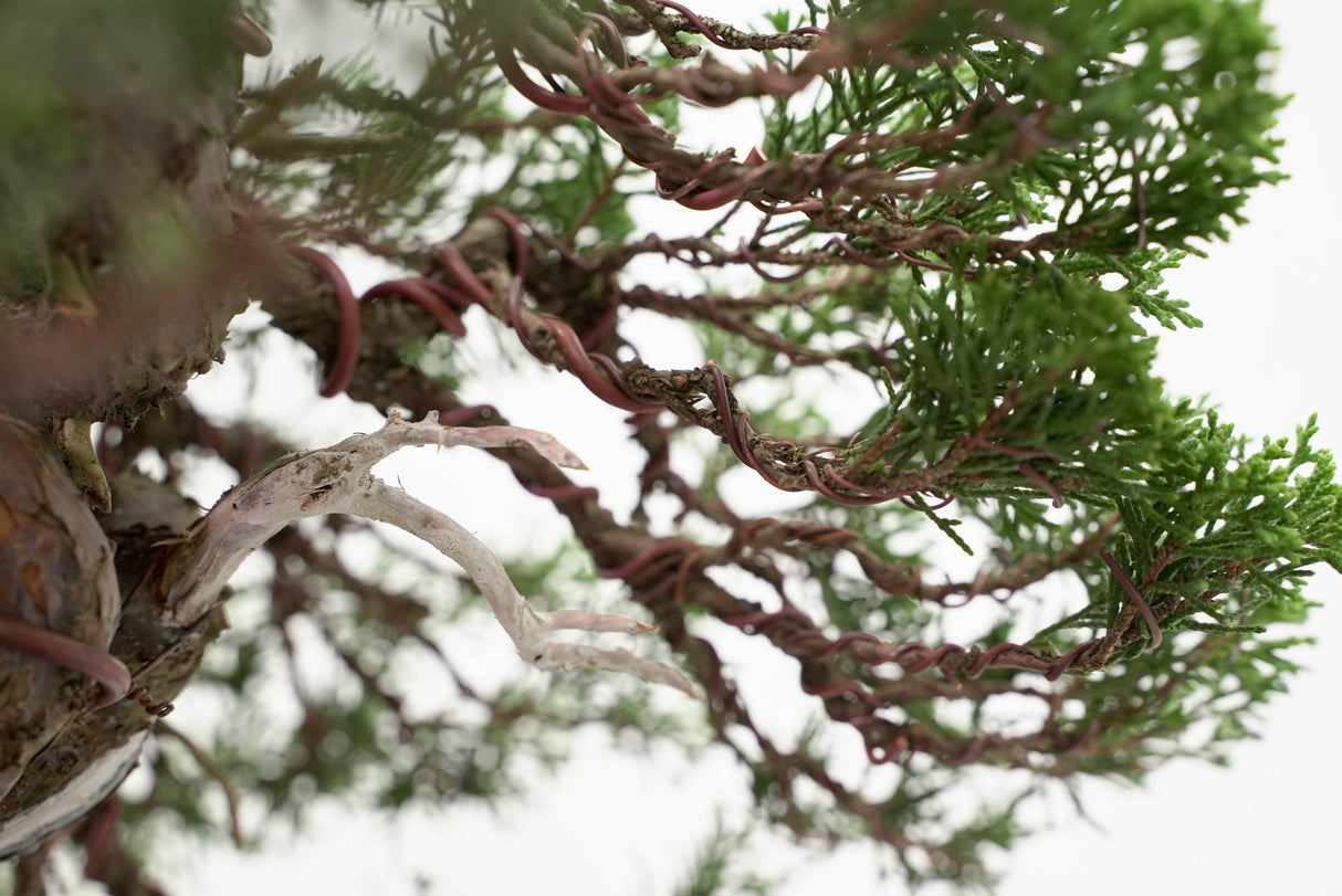 真柏 平松 No.015｜小品盆栽