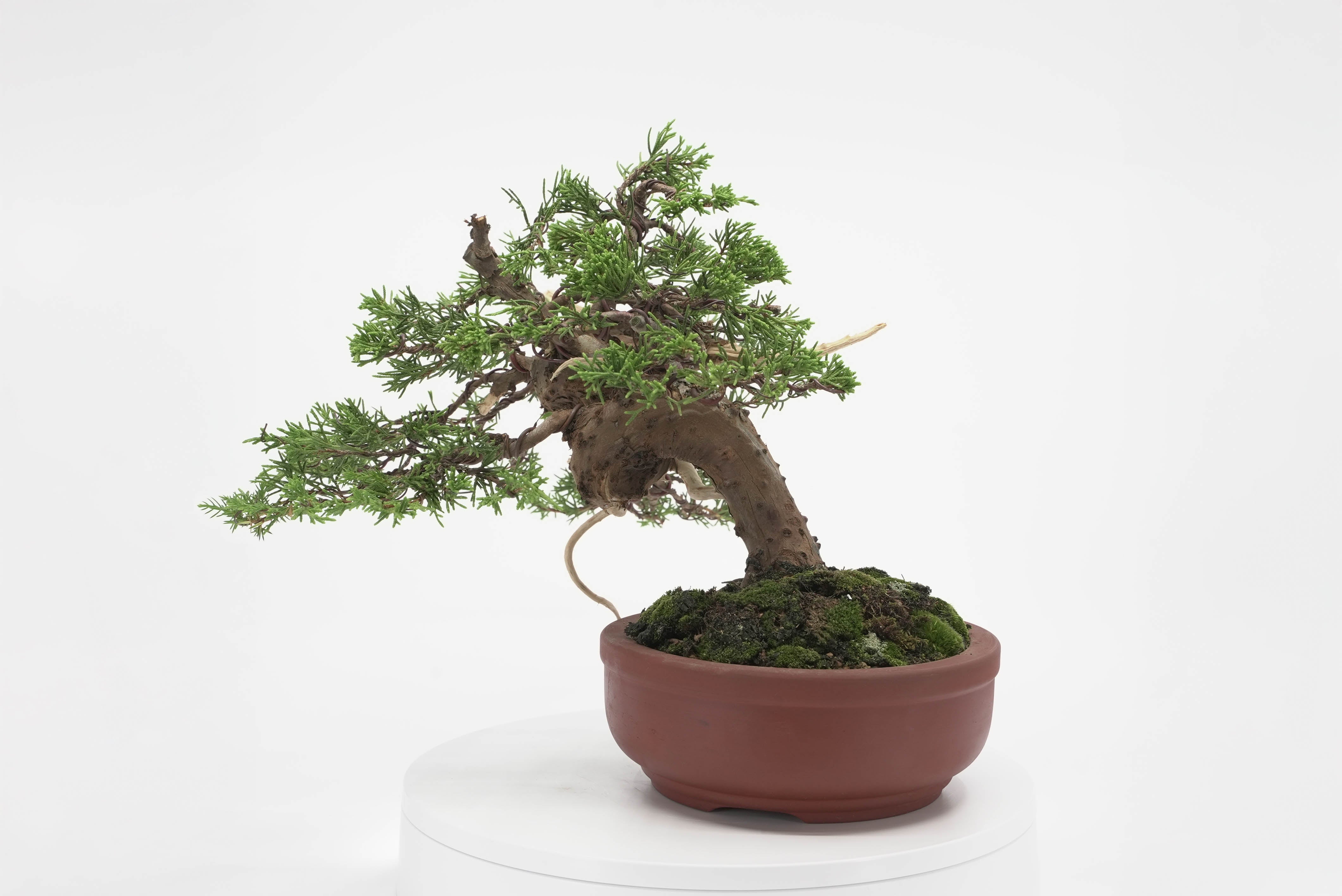 すべての商品 – 平松春松園オンラインショップ