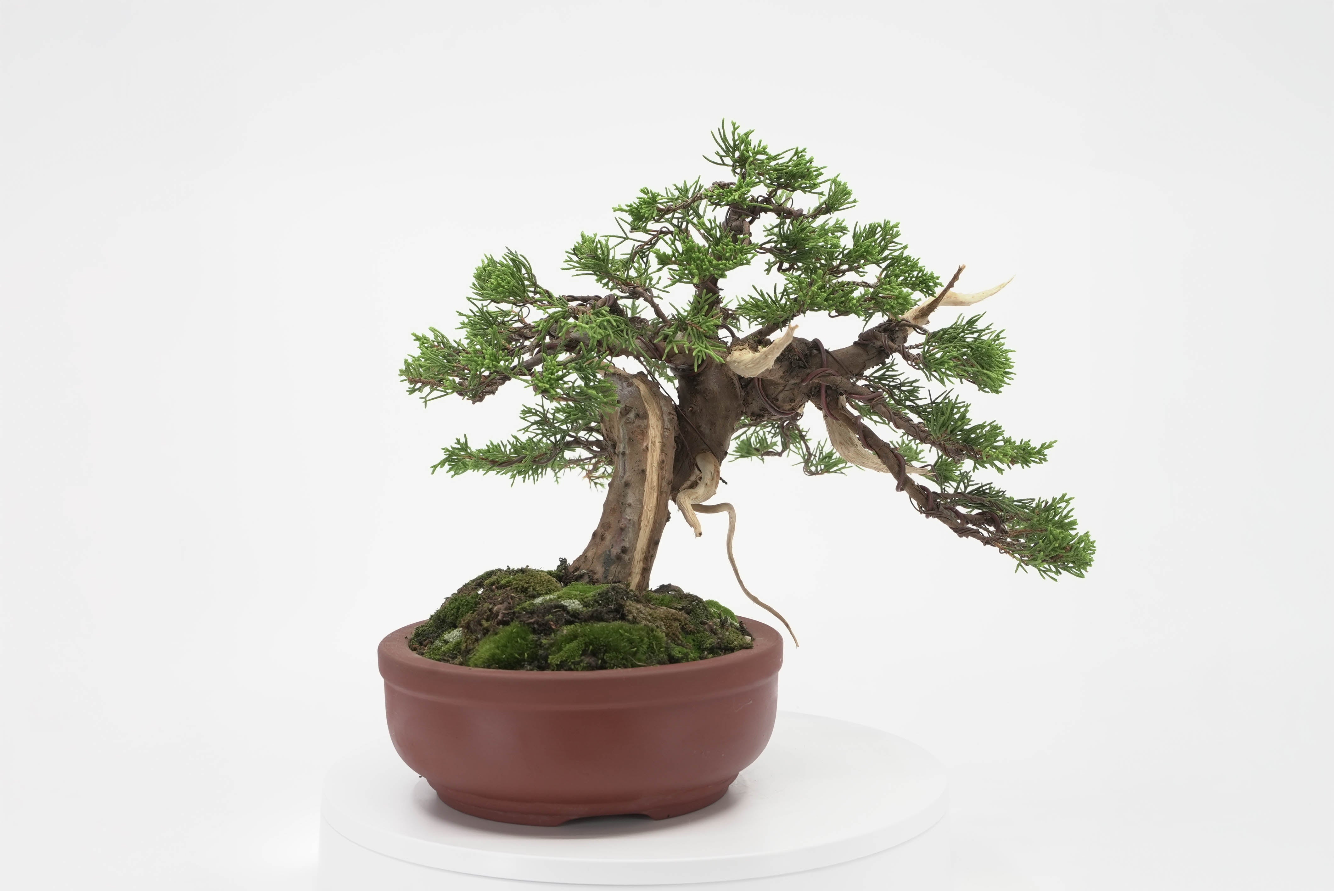 すべての商品 – 平松春松園オンラインショップ
