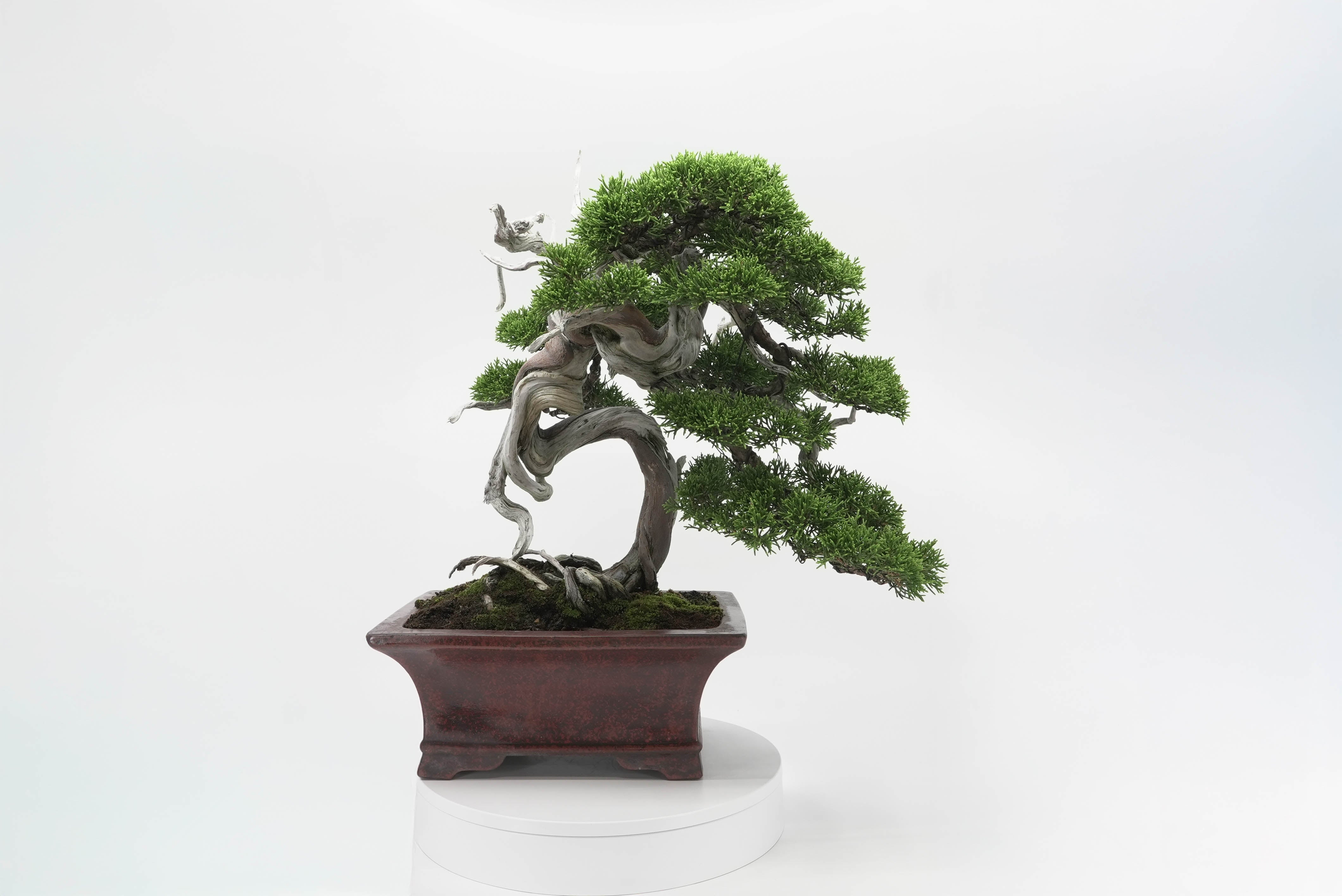 商品 – 平松春松園オンラインショップ