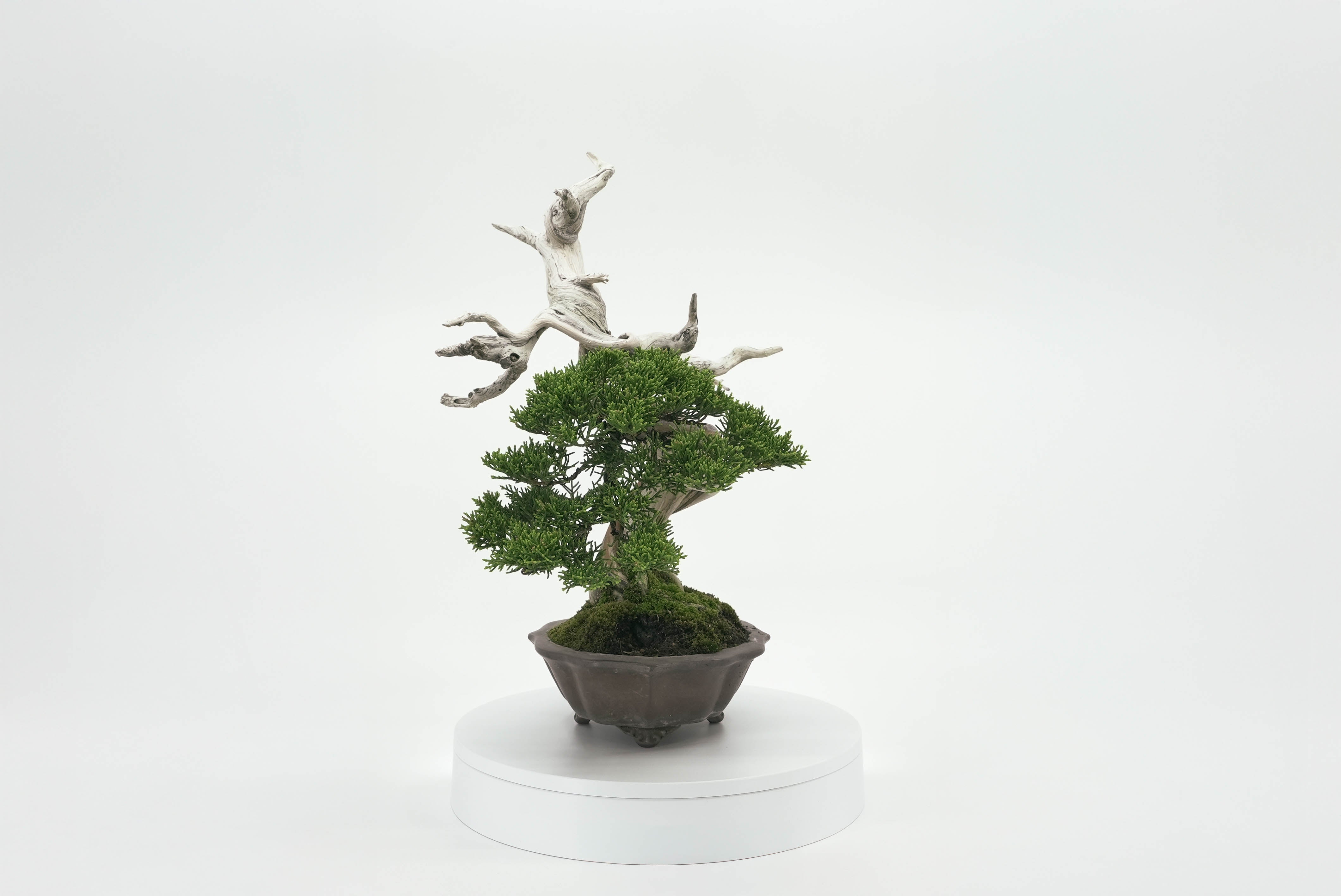 真柏 平松 No.002｜小品盆栽 – 平松春松園オンラインショップ