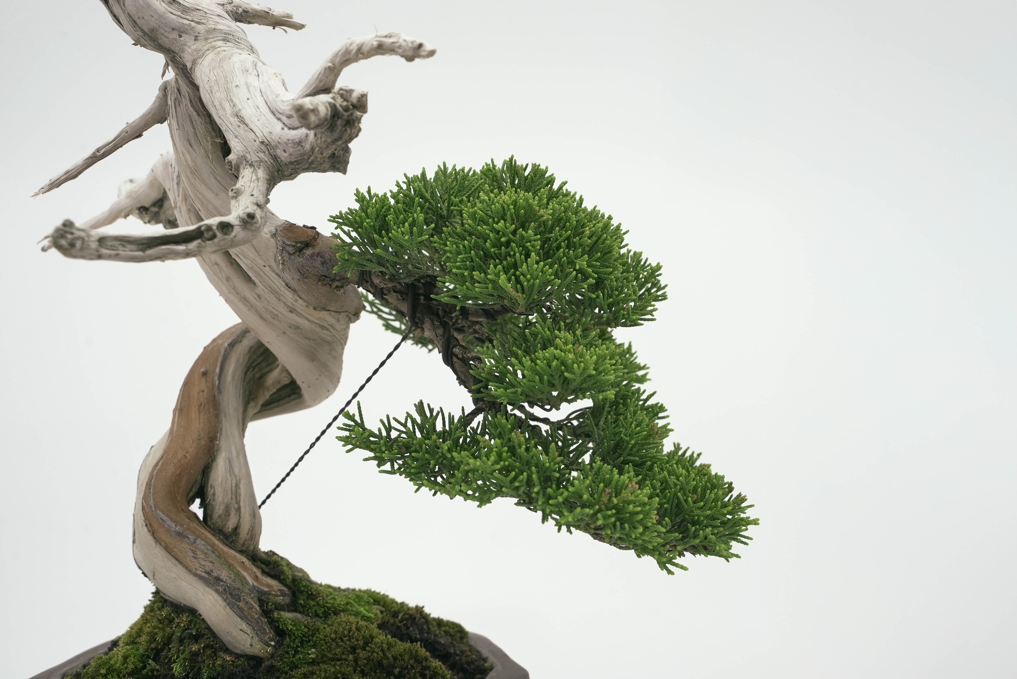 真柏 平松 No.002｜小品盆栽 – 平松春松園オンラインショップ