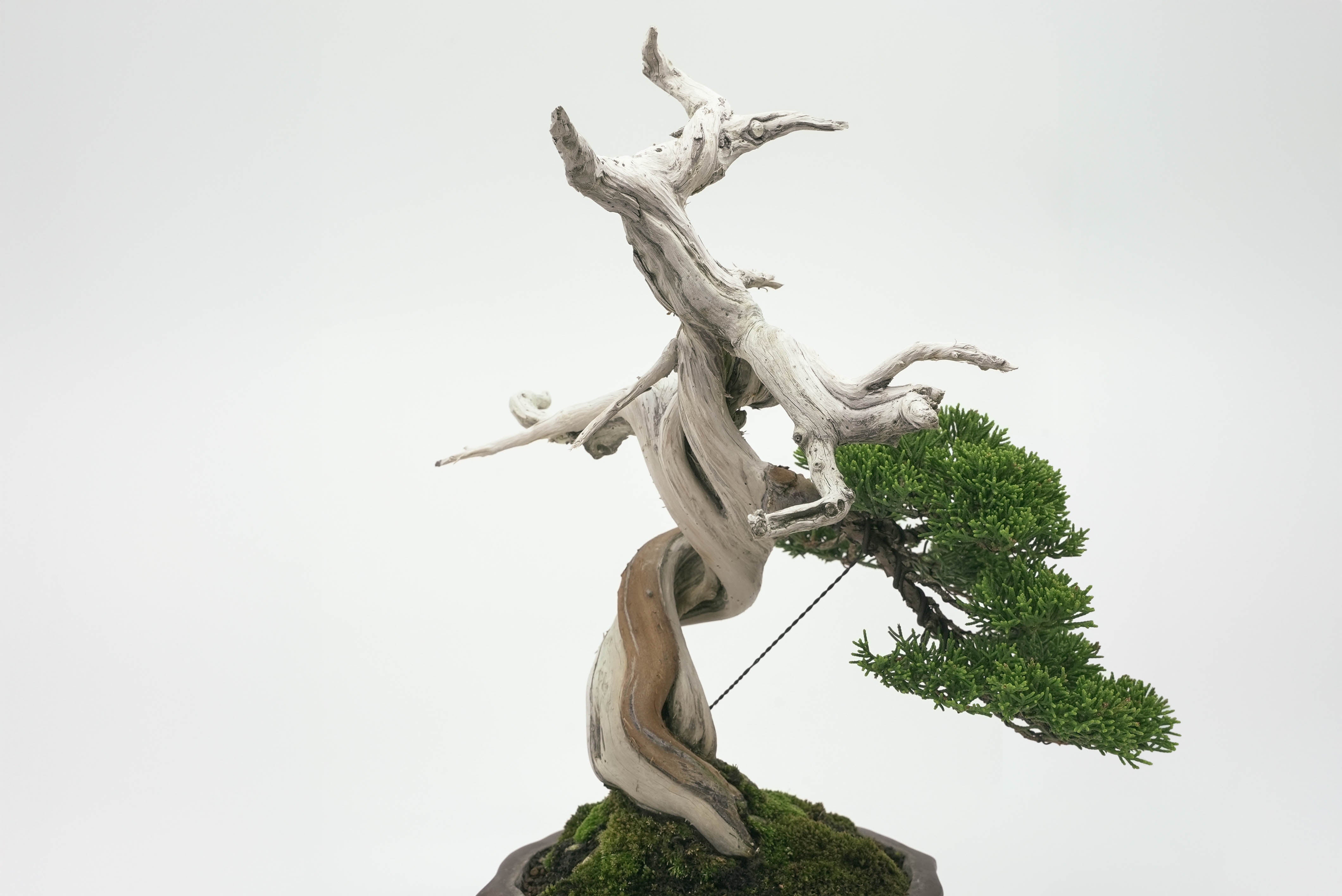 真柏　小品盆栽　盆栽　松　盆栽鉢 小品 真柏 松盆栽 鉢植え ミニ盆栽 ギフト 贈り物 おしゃれ モダン