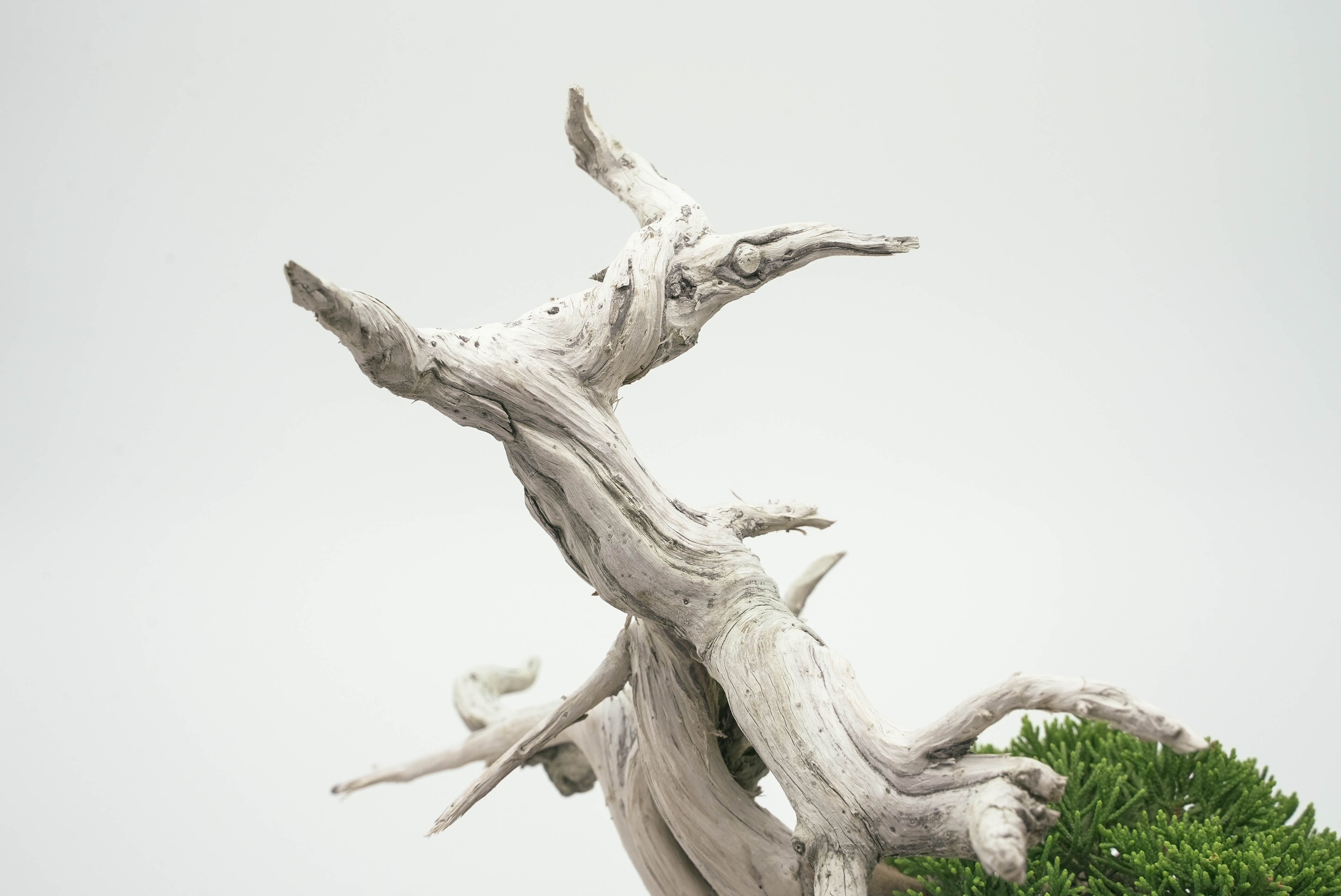 真柏 平松 No.002｜小品盆栽 – 平松春松園オンラインショップ