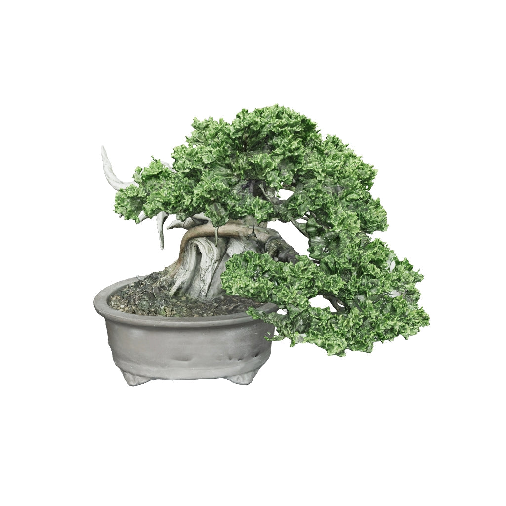 真柏 平松 No.001｜小品盆栽