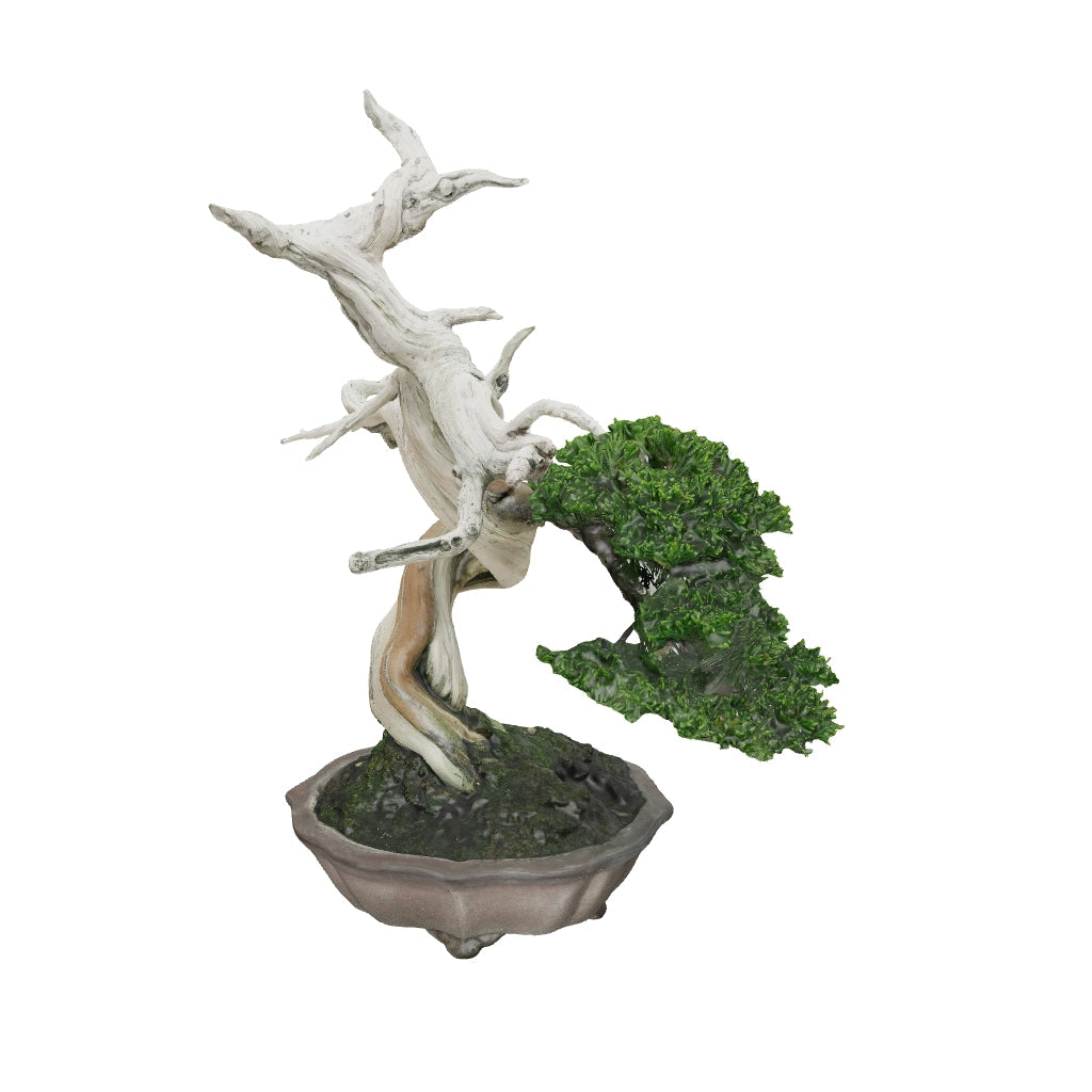 【値下げセール】真柏/小品 真柏 石付き盆栽 中型 sd1_9e5f348c7597693145ab471614