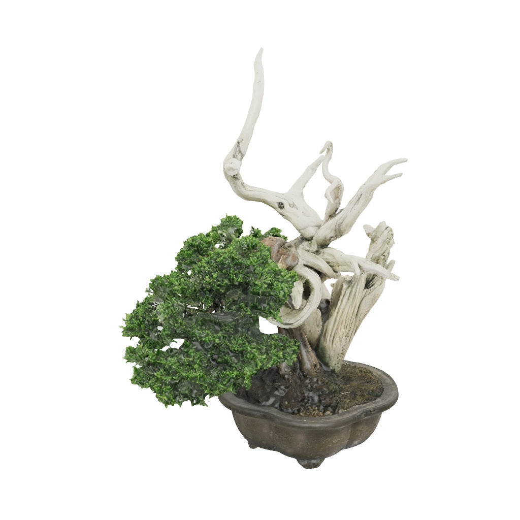 真柏 平松 No.003｜小品盆栽